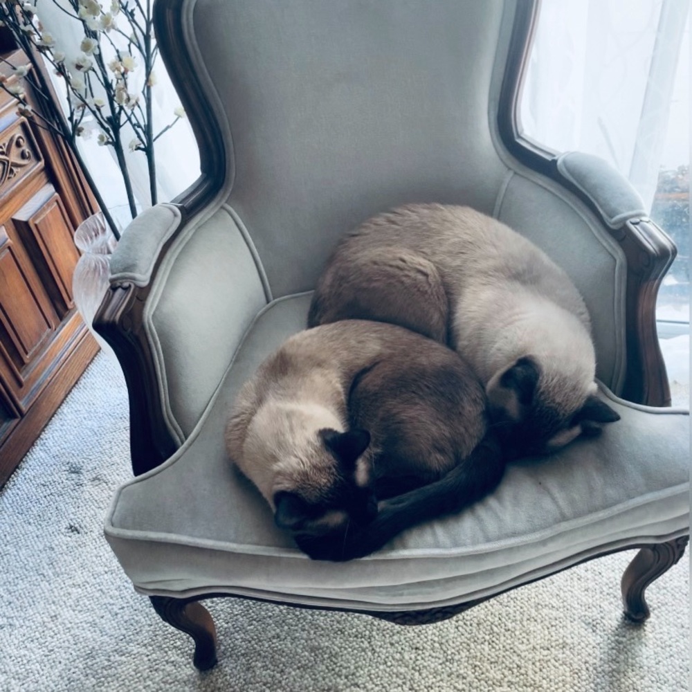 Haus Panthers